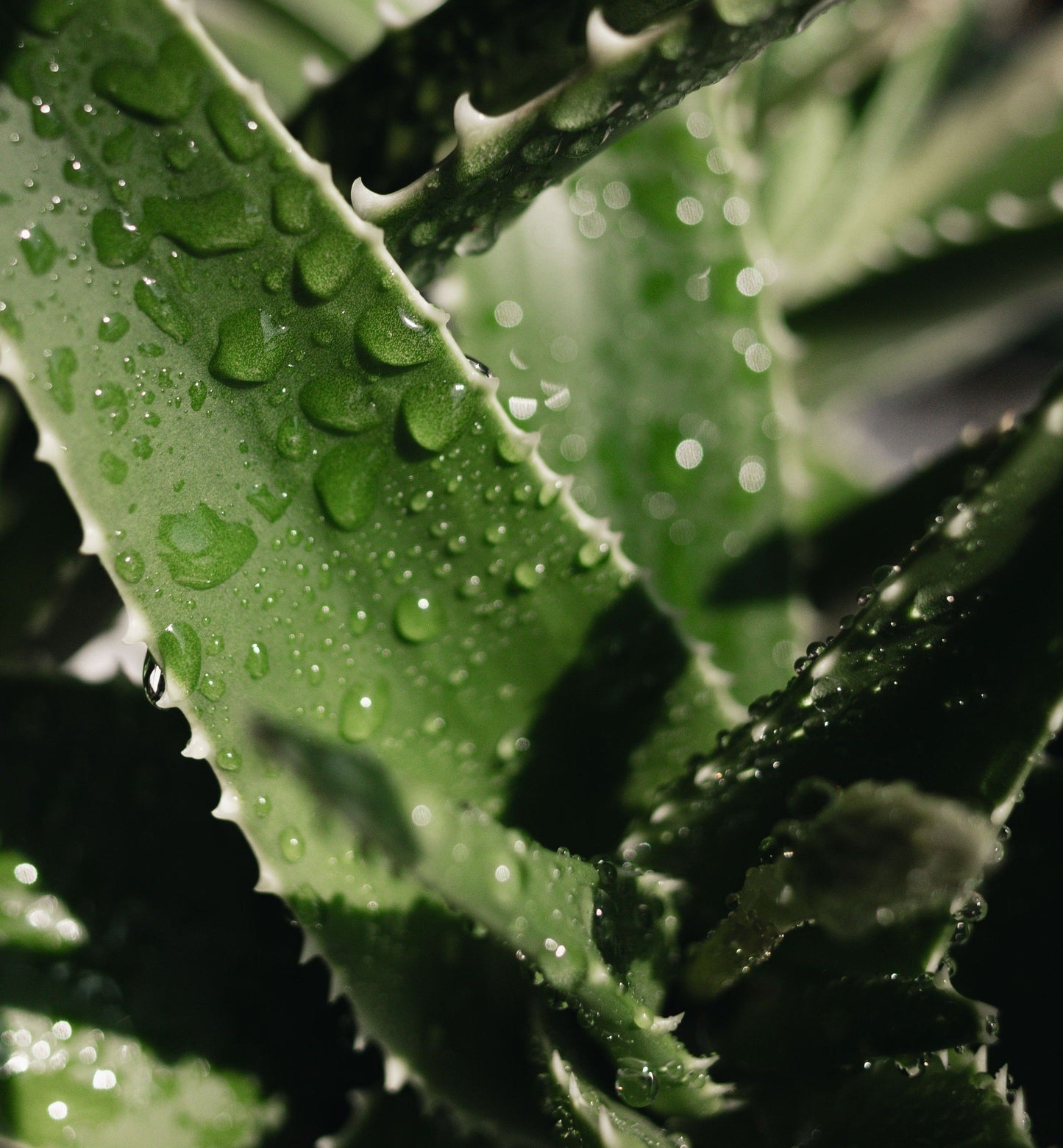 Gel Aloe Vera Natural