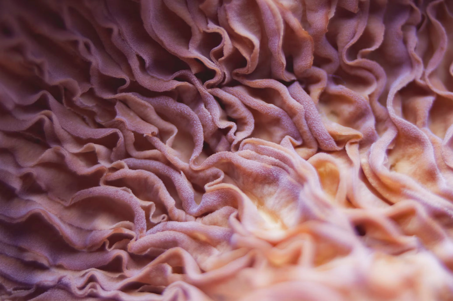 Crema de Colágeno Marino