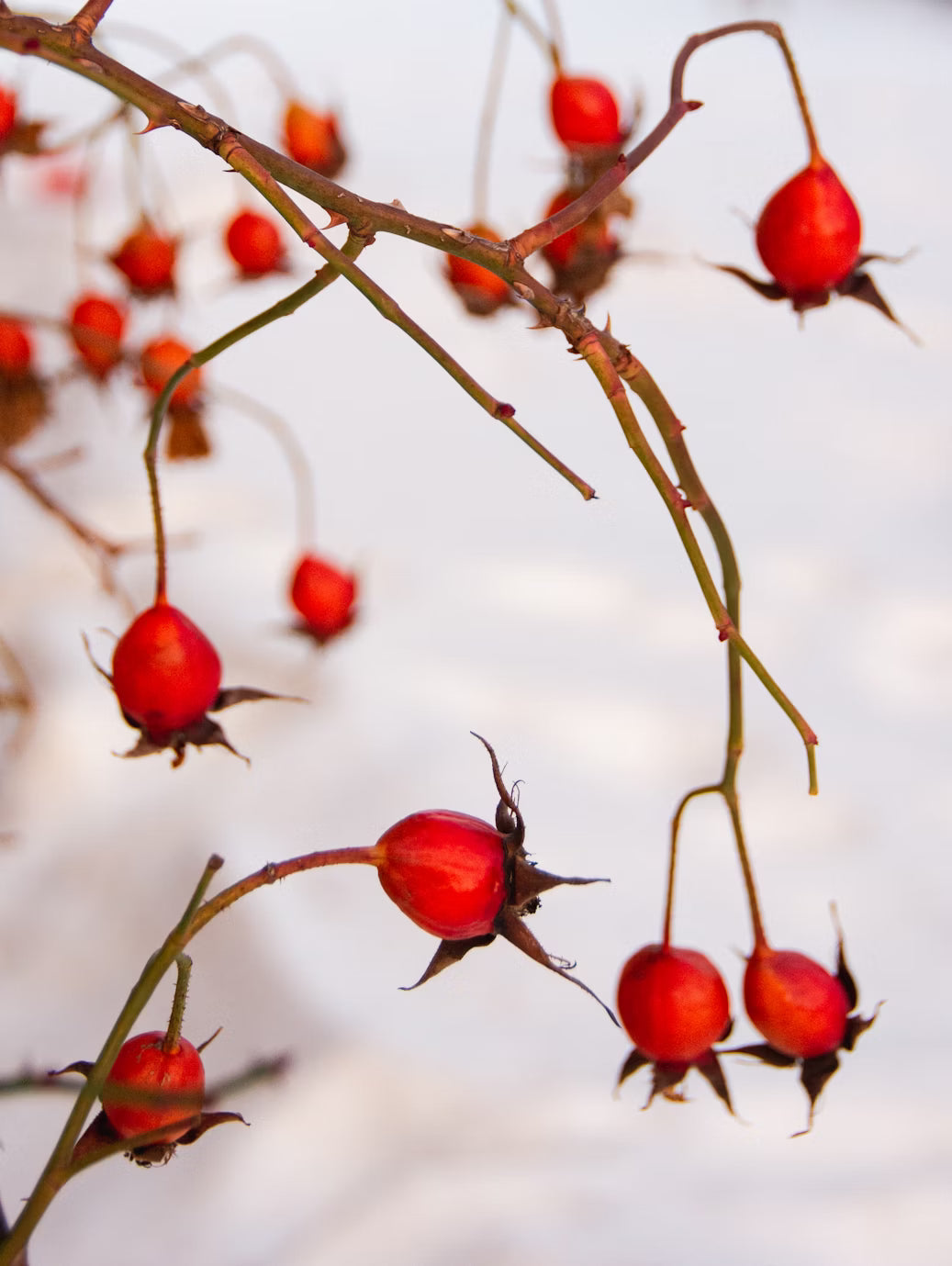 Crema Regeneradora facial
